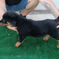 Rottweiler