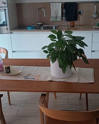 Tavolo cucina design e sedie