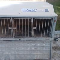Carrello rimorchio per trasporto cani