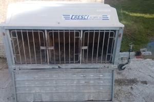 Carrello rimorchio per trasporto cani