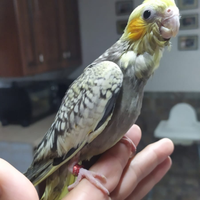 Pulli di inseparabili