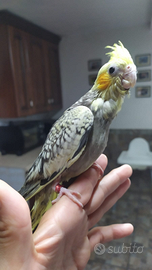 Pulli di inseparabili