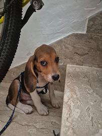 Cucciolo beagle