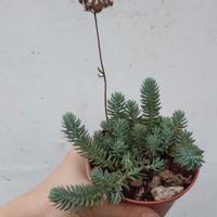 Sedum rupestre