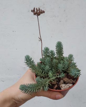Sedum rupestre