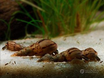 Melanoides Tuberculata a 0,50 lumache acquario