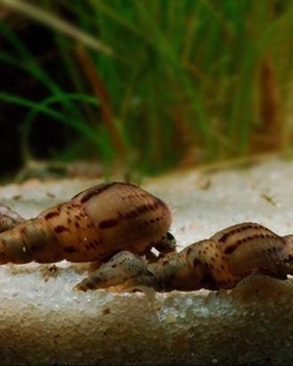 Melanoides Tuberculata a 0,50 lumache acquario