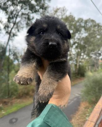 Cuccioli di Pastore tedesco