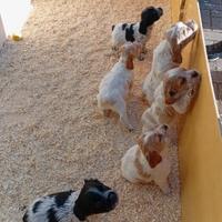 Cuccioli di Breton con pedigree