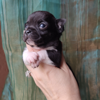 Chihuahua taglia piccola