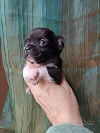 Chihuahua taglia piccola