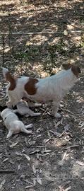 Jack Russell
