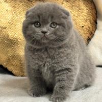 Cuccioli Scottish fold e Scottish straight