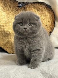 Cuccioli Scottish fold e Scottish straight