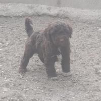 Lagotto Romagnolo CUCCIOLI