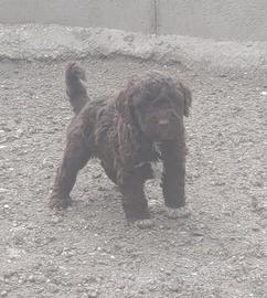 Lagotto Romagnolo CUCCIOLI