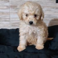 Barboncino champagne mini toy