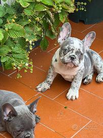 Bulldog francese