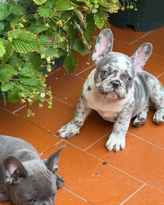 Bulldog francese