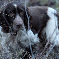 Setter pronta caccia