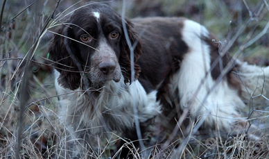 Setter pronta caccia