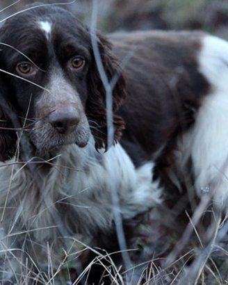 Setter pronta caccia