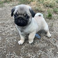 Cuccioli di Carlino fulvo con Pedigree Enci