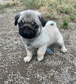 Cuccioli di Carlino fulvo con Pedigree Enci