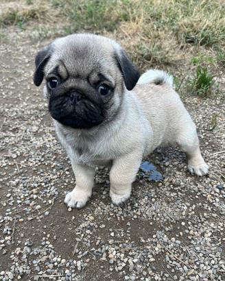 Cuccioli di Carlino fulvo con Pedigree Enci