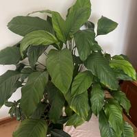 “Giglio della pace”