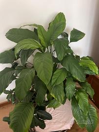 “Giglio della pace”