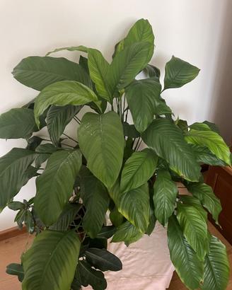 “Giglio della pace”