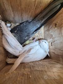 Calopsiti allevati a mano o pulli