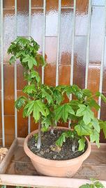 Bonsai di Liquidambar