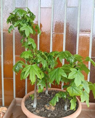 Bonsai di Liquidambar