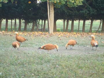 Casarca ferruginea