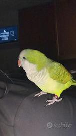 Pappagallo