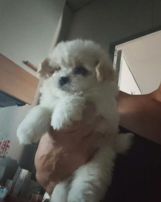 Pomapoo
