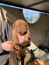 Dogue de bordeaux