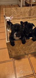 Bulldog francese