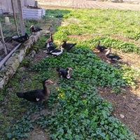 6 anatre muschiate di 3 mesi