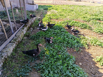 6 anatre muschiate di 3 mesi