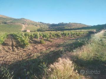 Vigneto 1.33.50 ettaro