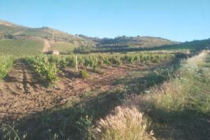 Vigneto 1.33.50 ettaro