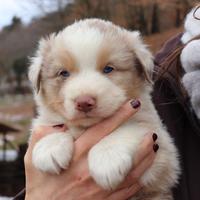 Cuccioli pastore australiano