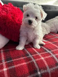 Maltese Toy nati 11 ottobre disponibili dal 20 dic