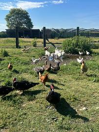 Oche anatre galline