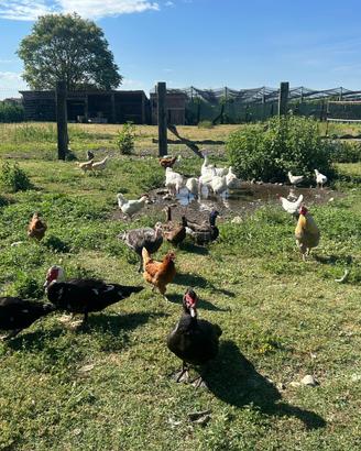 Oche anatre galline