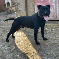 Pitbull