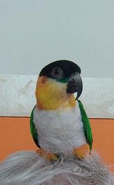 Coppia Caicco